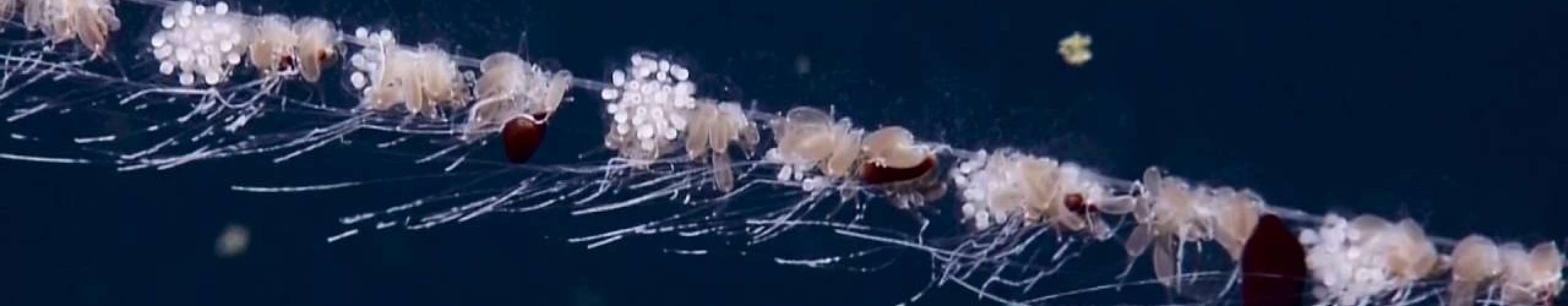 海洋中最长的“深海魅影”