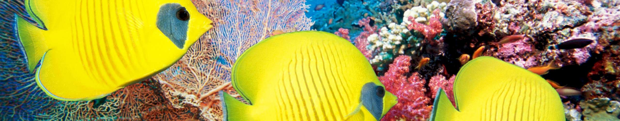 红海鱼类识别